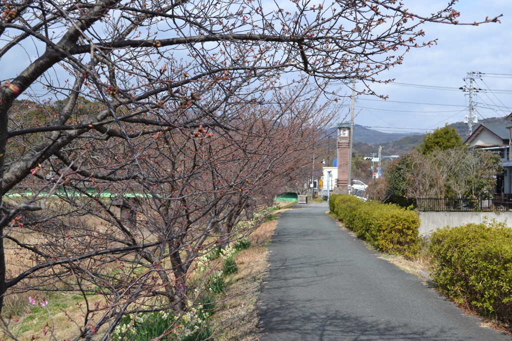 南伊豆の河津桜近況