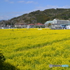 菜の花畑01