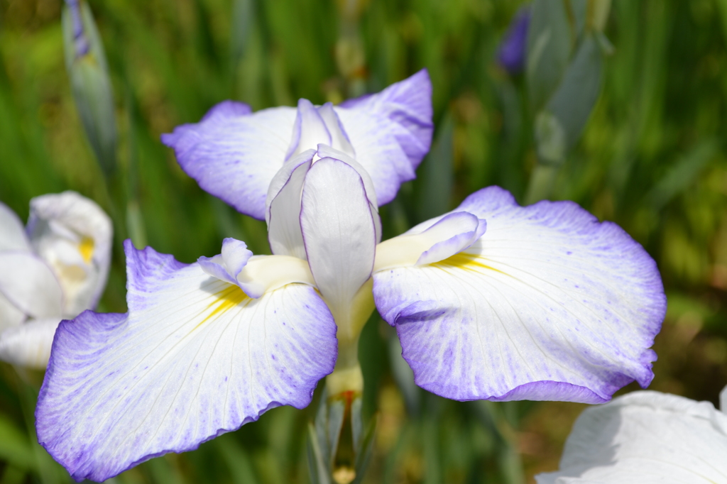 かわづ花菖蒲園