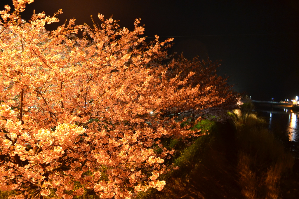 河津桜近況（河津町）08