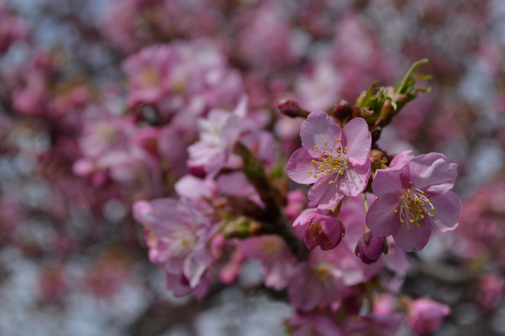 河津町の河津桜02