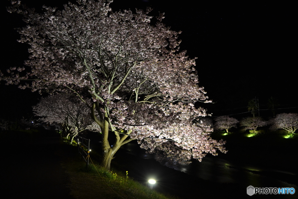 03、南伊豆の河津桜2017夜桜