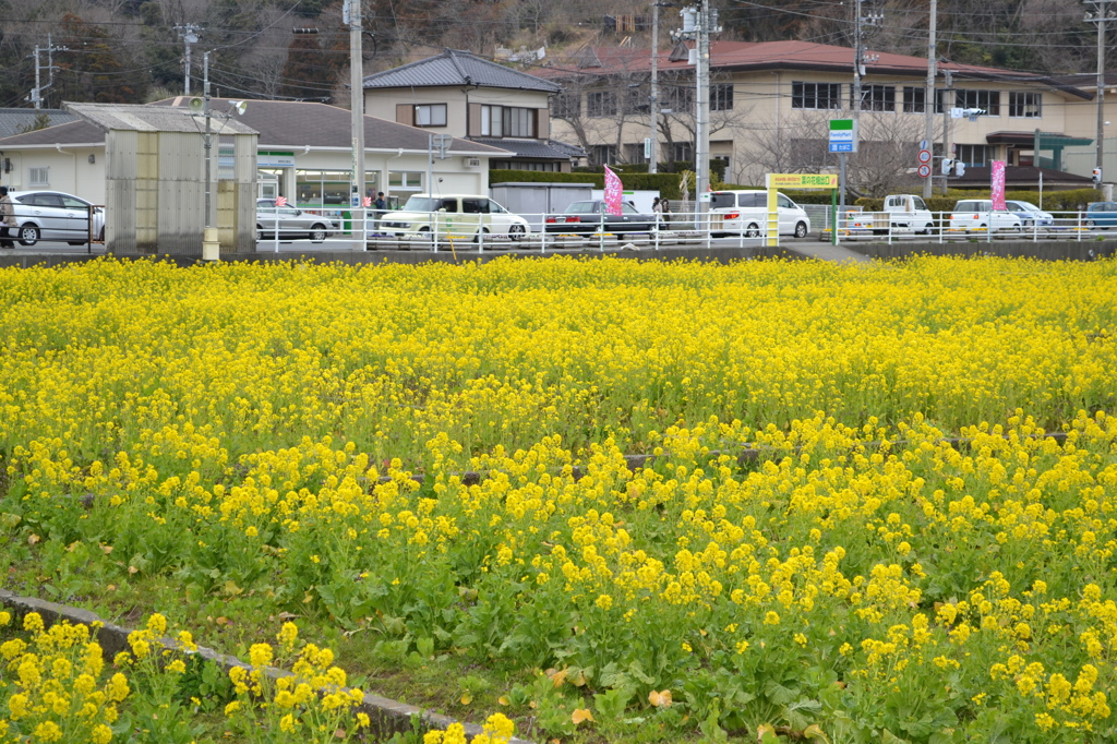 菜の花02