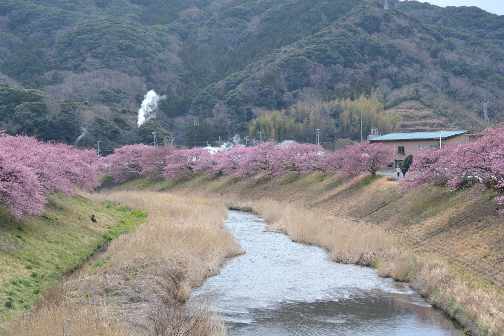 南伊豆の河津桜01