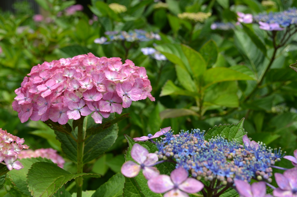 紫陽花05