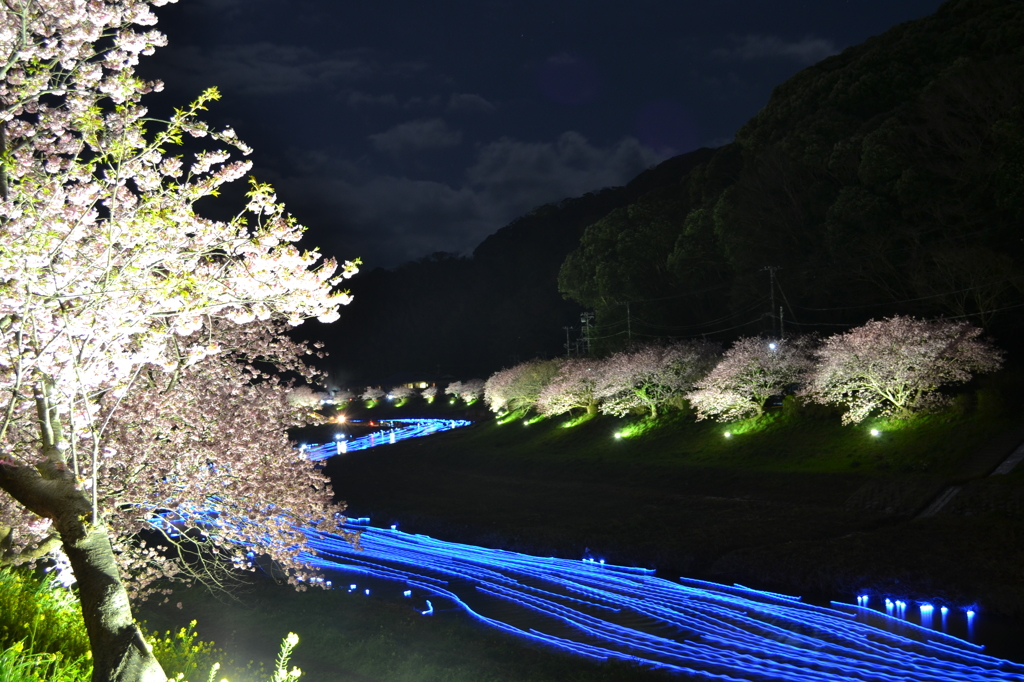 夜桜イベント『夜桜☆流れ星』03