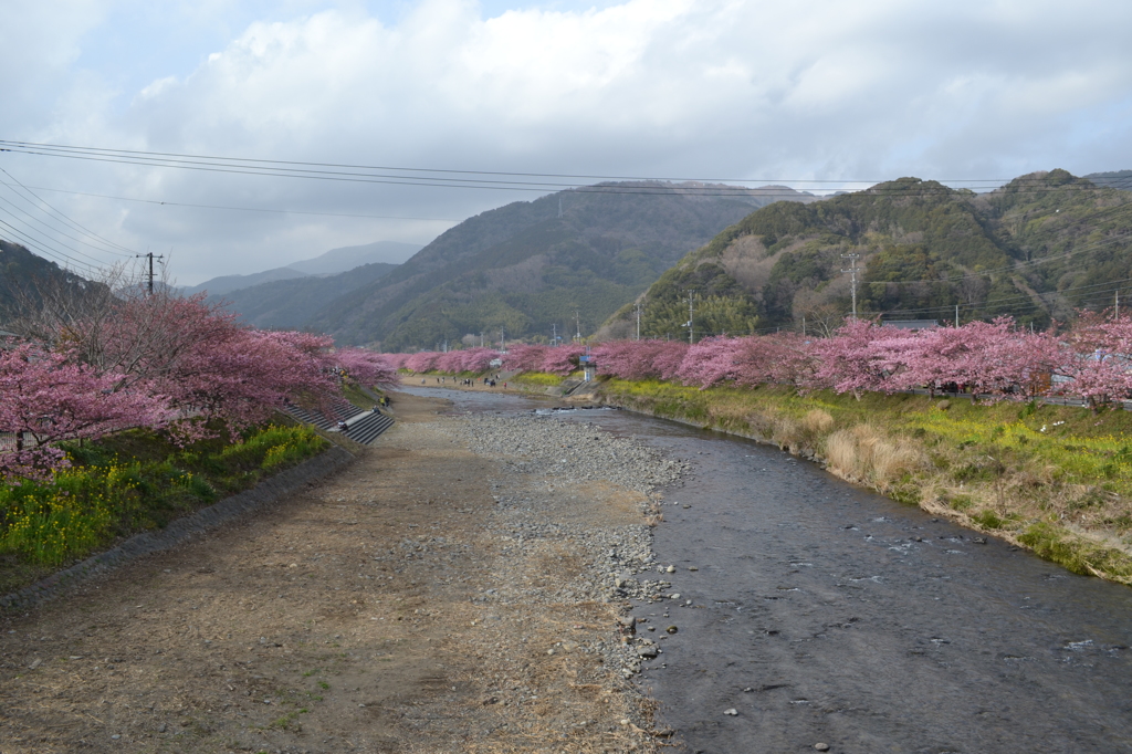 河津町の河津桜03