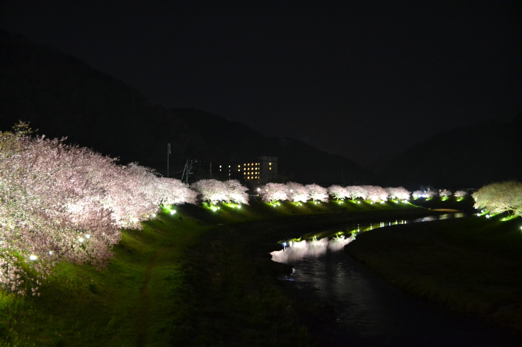 南伊豆の夜桜02