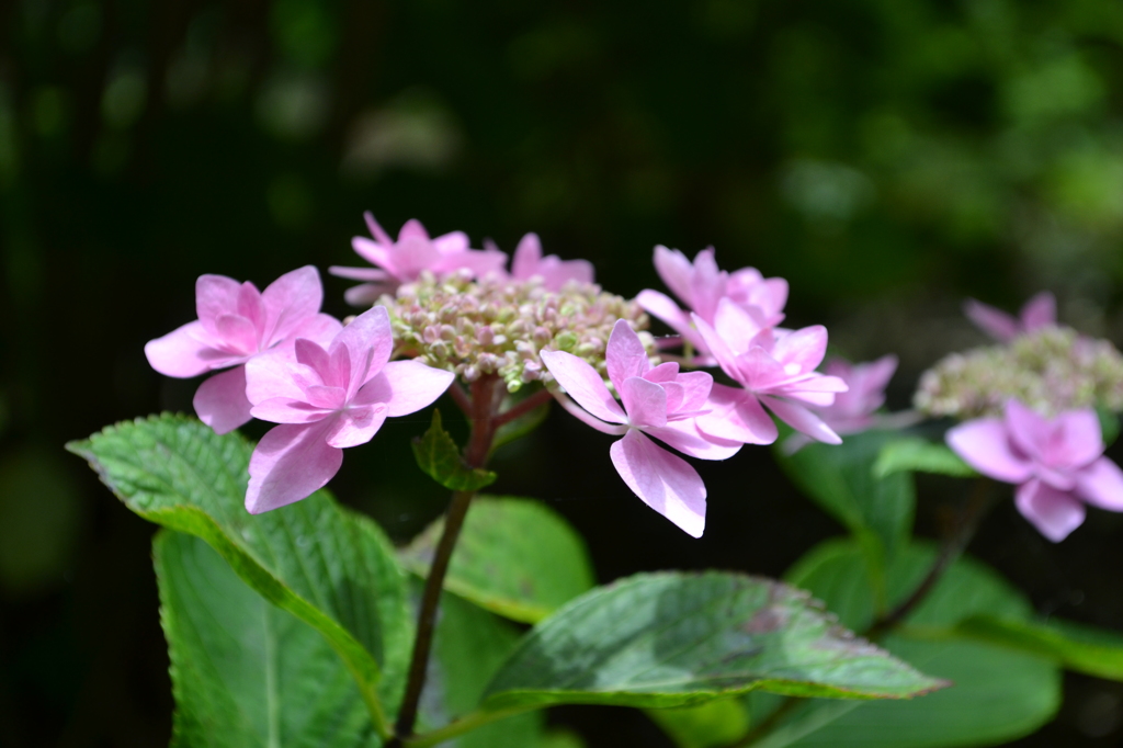 紫陽花11