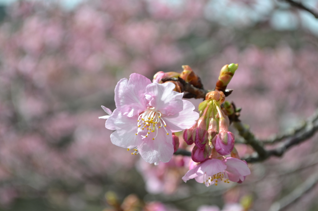 河津桜