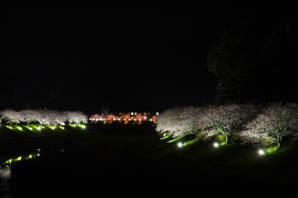 夜桜02