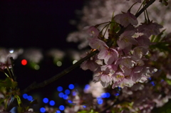 南伊豆夜桜（流星イベント）
