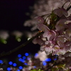南伊豆夜桜（流星イベント）