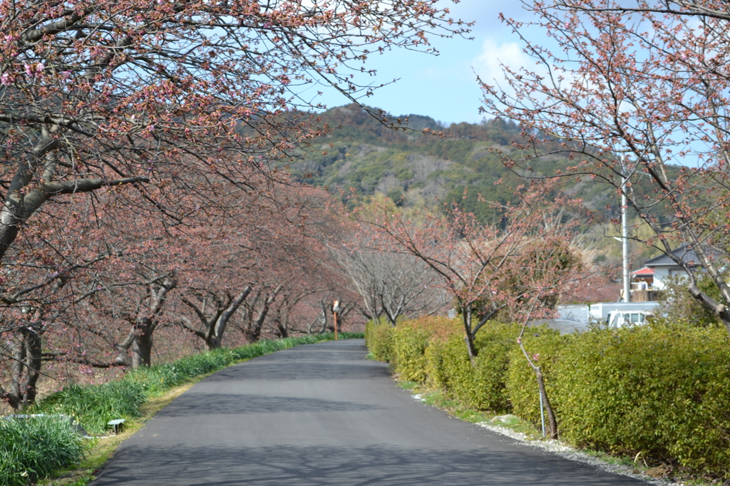 2月20日の河津桜