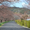 2月20日の河津桜