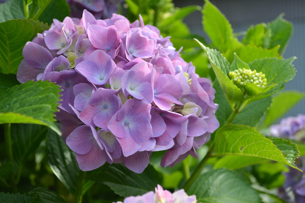 近所の紫陽花