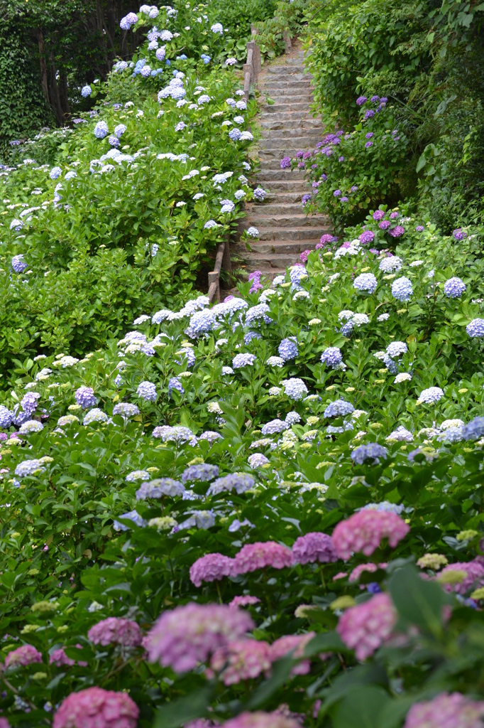 紫陽花03