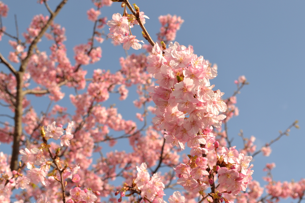 南伊豆の河津桜02