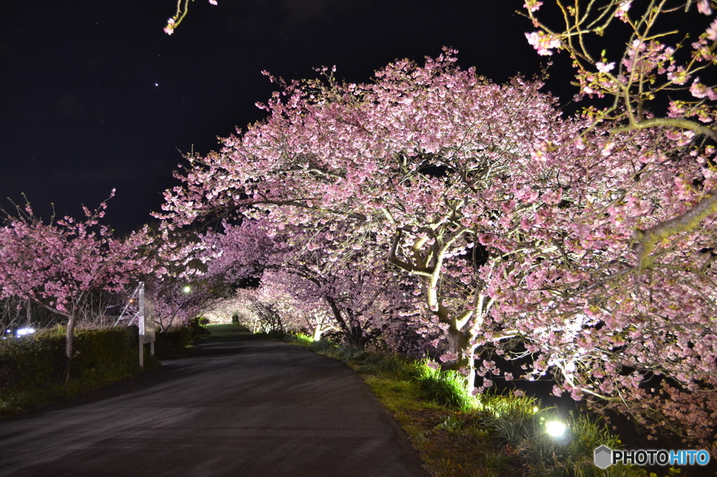 南伊豆夜桜03