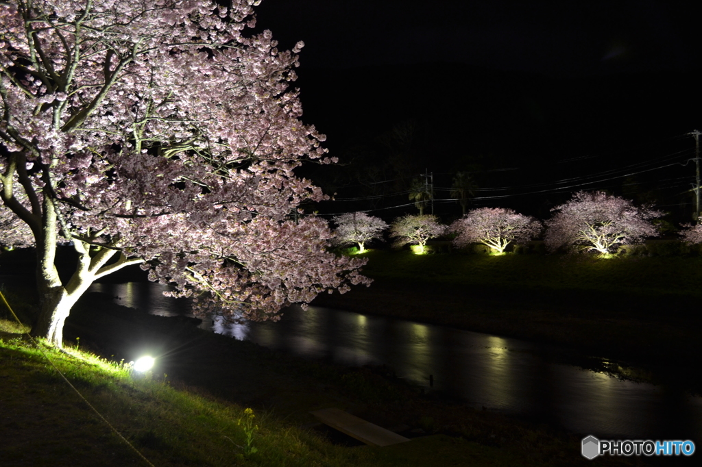 南伊豆夜桜04