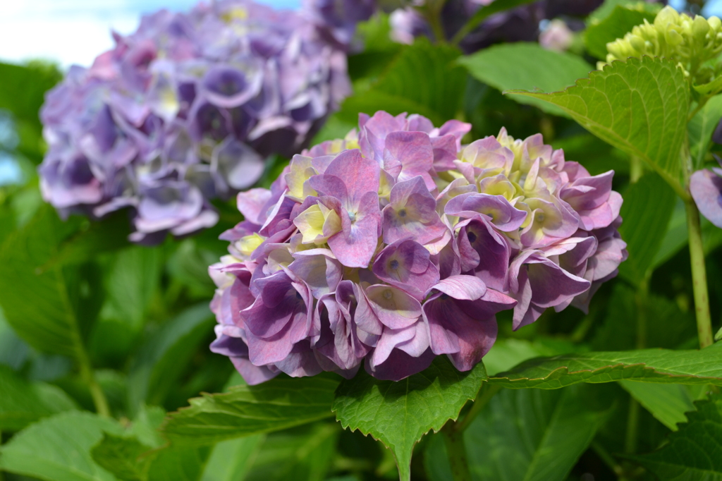 近所の紫陽花