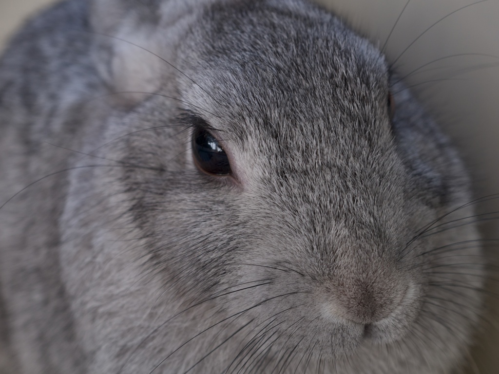 うさぎさん