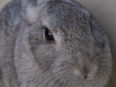 うさぎさん