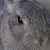 うさぎさん