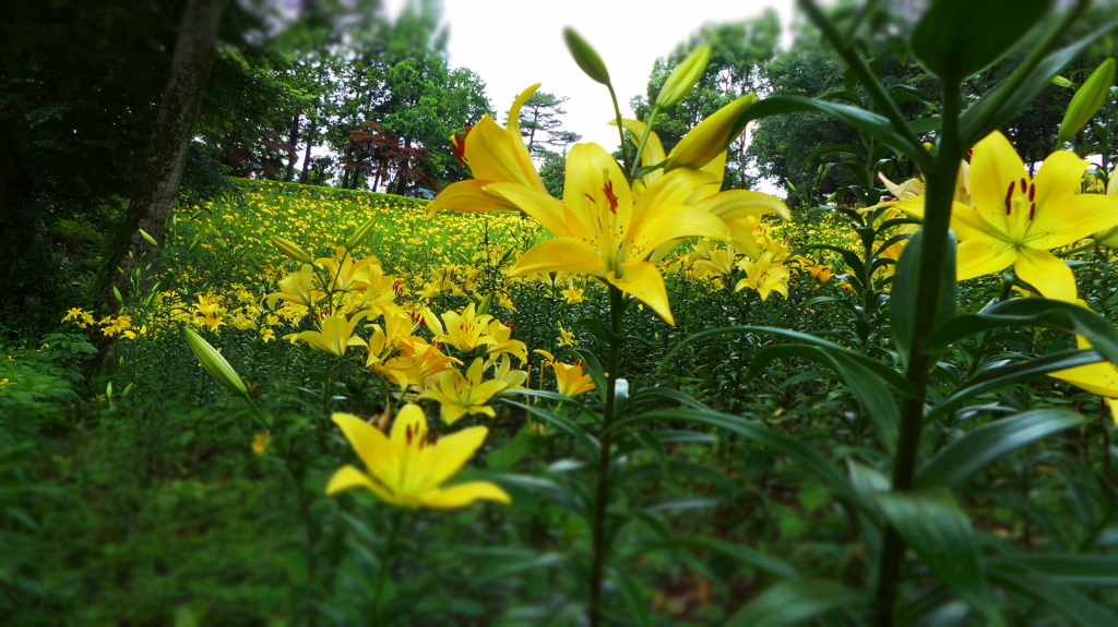 花園