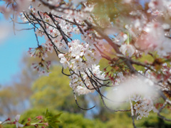 小石川後楽園４