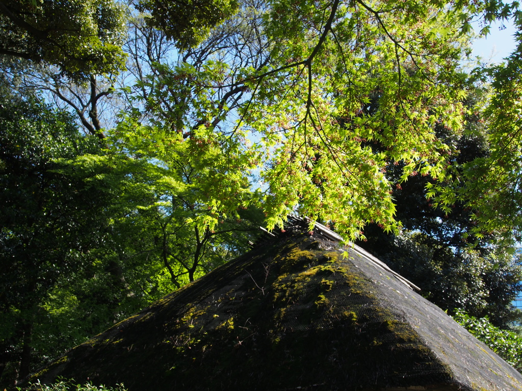 集落の春（的）