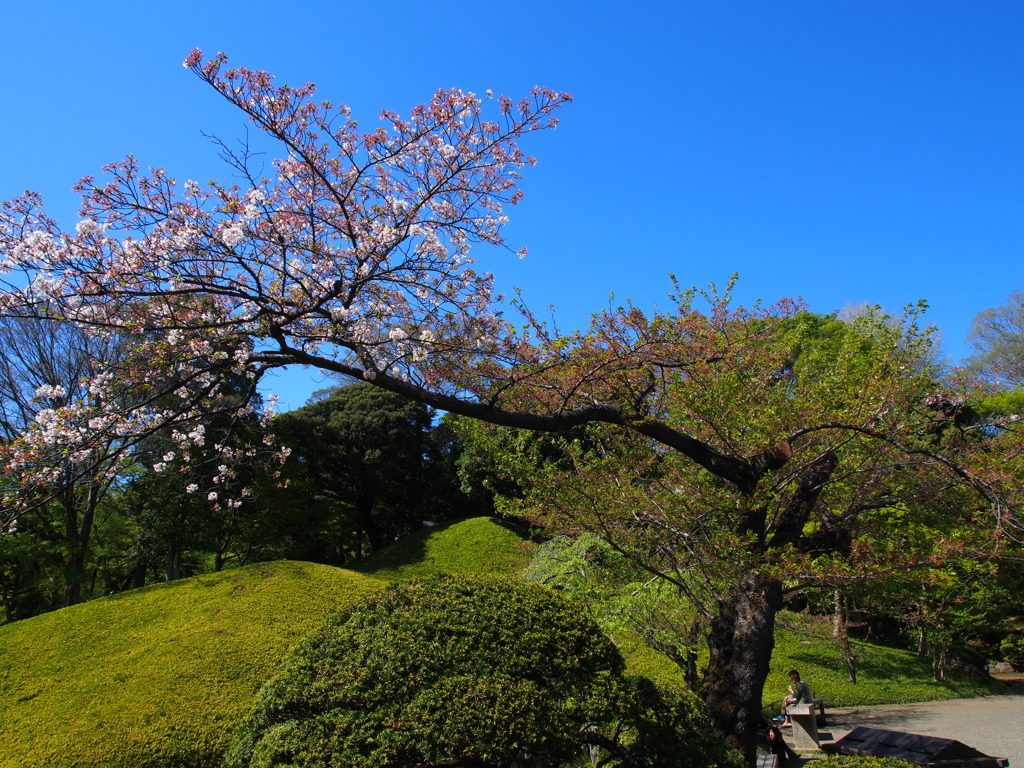 最後の花びらたち