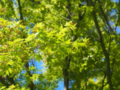 新緑のモミジ