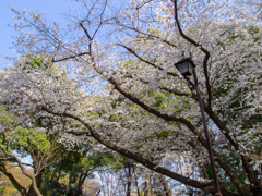 上野公園１