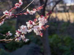 梅２