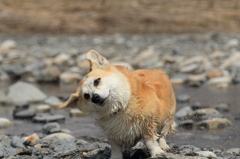 ブルっ