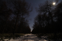 月夜の森
