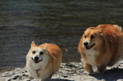 駆けっこ