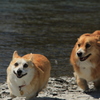 駆けっこ