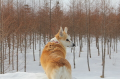 オシリ