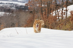るりon ICE
