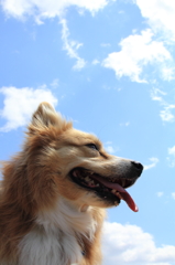 春・空・風・犬