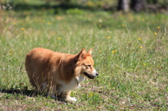 秋の山 琉璃