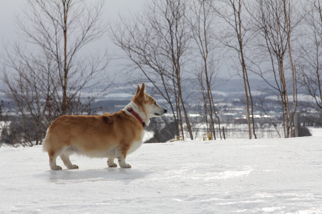 すみれon ICE