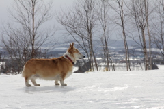 すみれon ICE