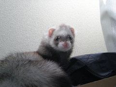 kuu (8)