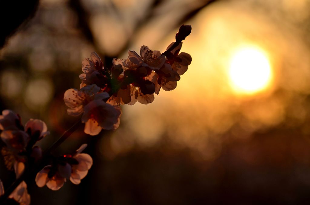 夕日と梅