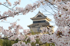 桜の烏城