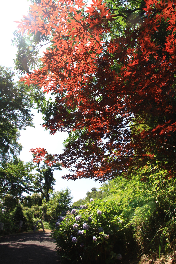 真夏の紅葉。