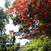 真夏の紅葉。